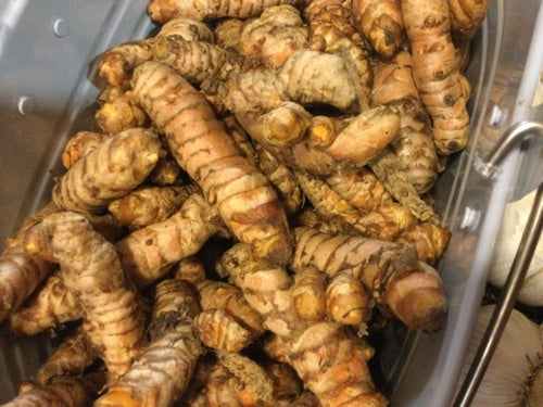 Fresh turmeric roots in a container, vibrant and organic.