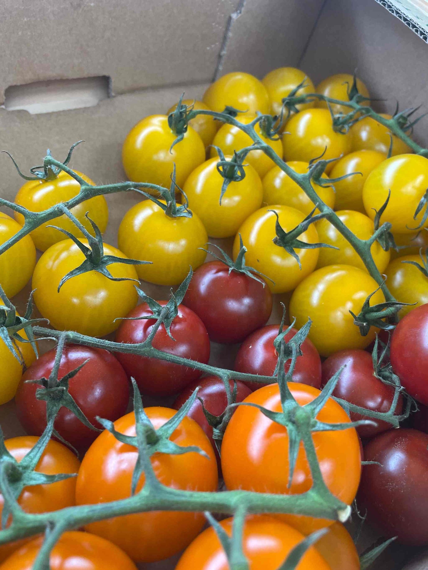 Fresh organic Isle Of Wight Rainbow Tomatoes assorted in a box, showcasing vibrant red, yellow, and orange colors.
