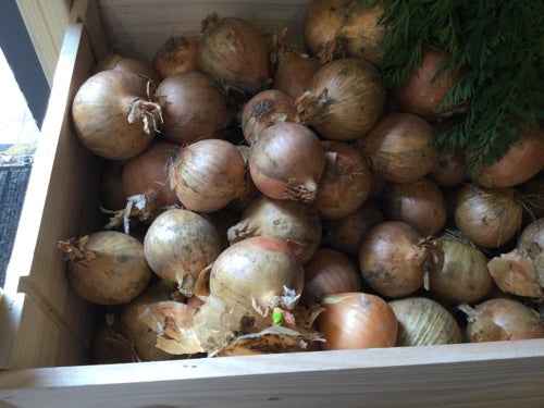 Organic brown onions displayed in a wooden crate, showcasing farm-fresh quality and eco-friendly farming practices.