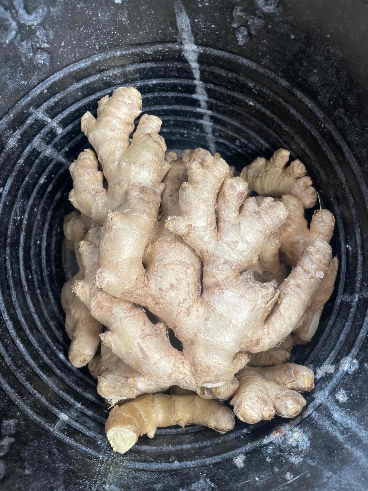 Organic fresh ginger roots in a black container, promoting eco-friendly and sustainable health benefits.