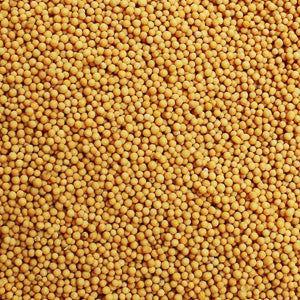 Mustard seed, yellow (25g)