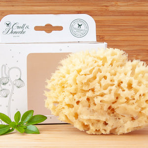 Natural sponge by Croll and Denecke